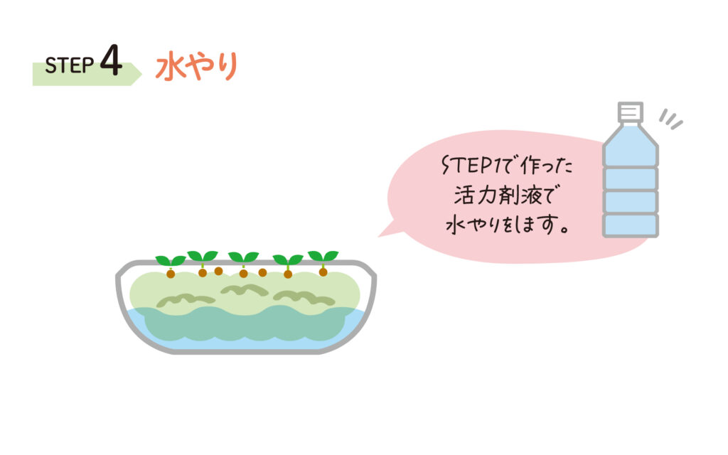 プリムレア育て方４の画像