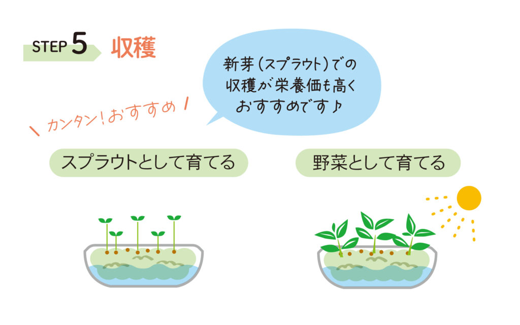 プリムレア育て方５の画像